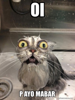 Cat bath