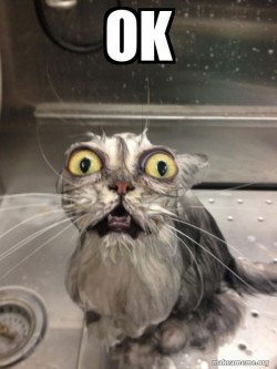 Cat bath