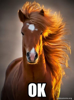 Ridiculously photogenic horse