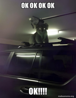 Drop Bear