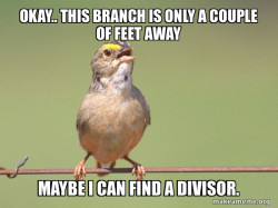 Common Opinion Sparrow