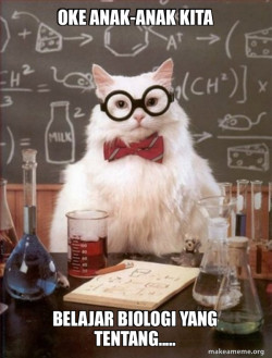 Chemistry Cat