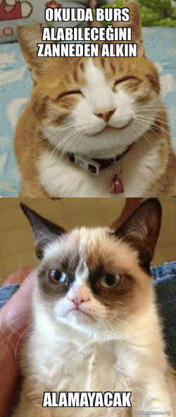 Grumpy Cat vs Happy Cat