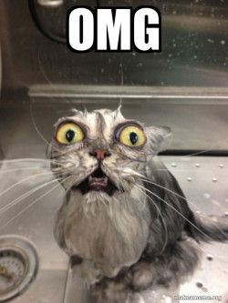 Cat bath
