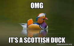 Fashionable Advice Mallard