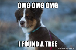 Unsure Dog