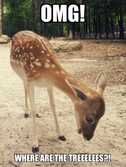 O M G Deer