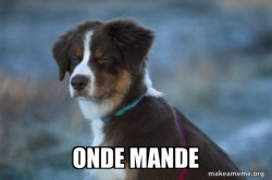 Unsure Dog