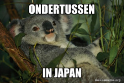 Laid Back Koala