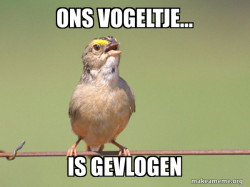 Common Opinion Sparrow