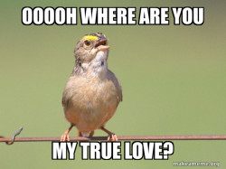 Common Opinion Sparrow