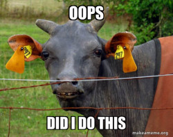 Hairless Cow