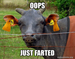 Hairless Cow