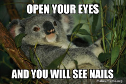 Laid Back Koala
