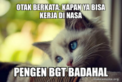 First World Cat Problems
