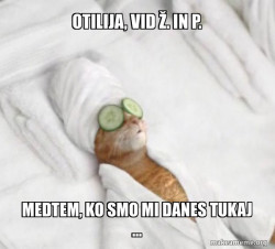 Pampered Cat Meme