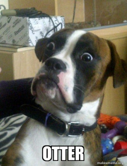 Skeptical Dog