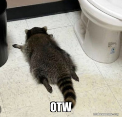 Drunk Raccoon