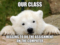 Popular Opinion Bear