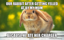 Regretful Rabbit