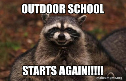 Evil Plotting Raccoon