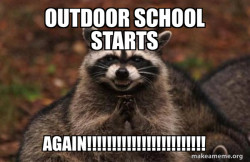 Evil Plotting Raccoon
