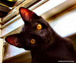 Overly Attached Cat