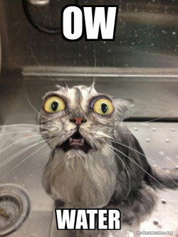 Cat bath