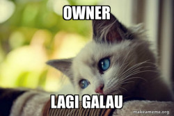 First World Cat Problems