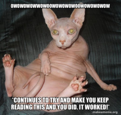 Hairless Cat