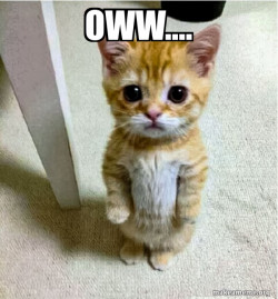 Cute Cat Standing