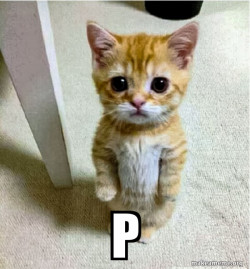 Cute Cat Standing