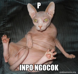 Hairless Cat