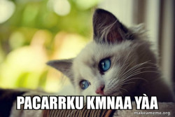 First World Cat Problems