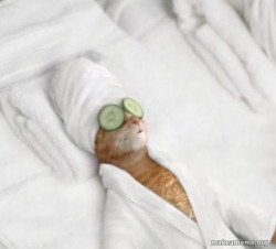 Pampered Cat Meme