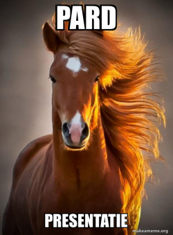 Ridiculously photogenic horse