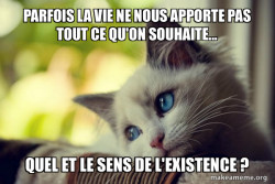 First World Cat Problems