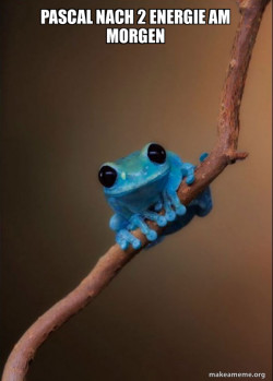 Small Fact Frog