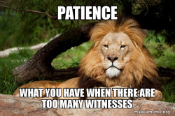 Contemplative Lion
