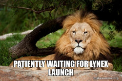 Contemplative Lion