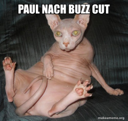 Hairless Cat