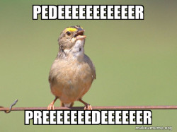 Common Opinion Sparrow