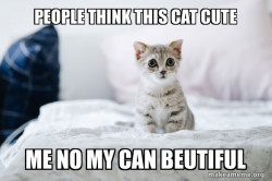 Cute Kitten