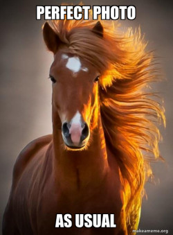Ridiculously photogenic horse