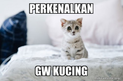 Cute Kitten