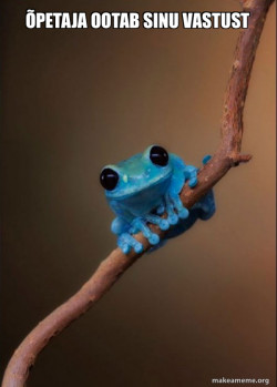 Small Fact Frog