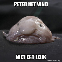 Blobfish