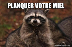 Evil Plotting Raccoon