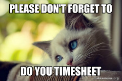 First World Cat Problems