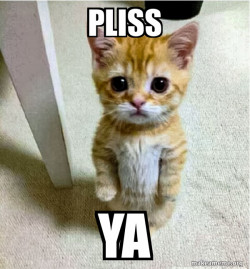 Cute Cat Standing
